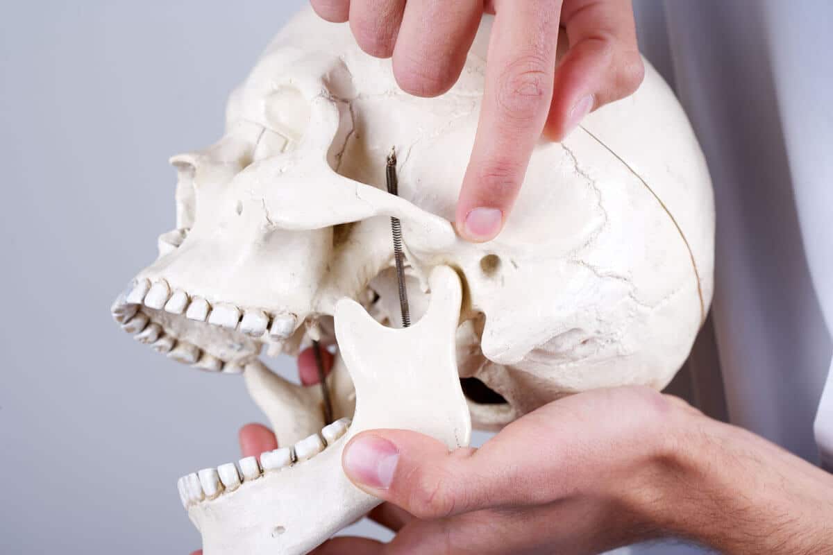 Pointing to the temporomandibular joint (TMJ) on a model school