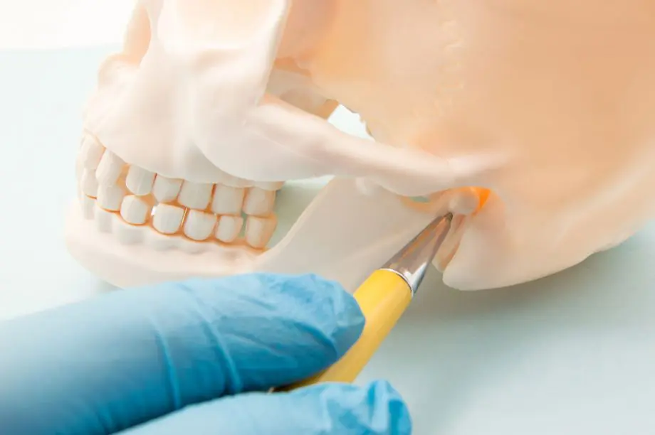 gloved hand pointing to TMJ on model of skeletal jaw